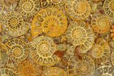 Composite Plate Of Agatized Ammonite Fossils #280972-1